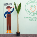 Banánovník japonský (Musa Basjoo) - výška 250-280 cm, C9L (-20°C) 